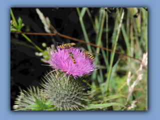 Hoverflies attracted to thistle. Near Hetton House Wood. 16th July 2023 2.jpg